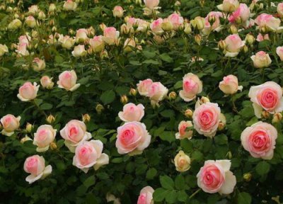 月季生长习性 月季种植时间和方法