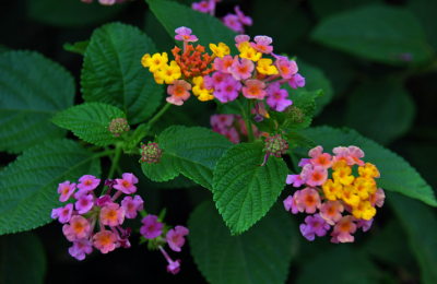 什么花在夏天开放 4种夏季疯狂开花又好养的植物