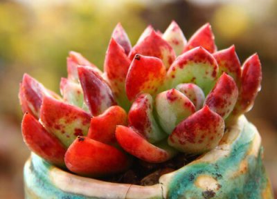 多肉香槟哪个品种漂亮 白夜、德国香槟多肉植物