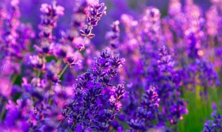 薰衣草与什么茶搭配好 薰衣草与哪些茶搭配好