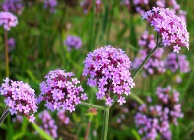 马鞭草什么时候开花 花期几月到几月