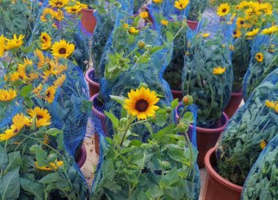 观赏向日葵种植多久开花 播种后多少天开花