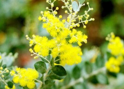 金合欢花期时间 金合欢花期是什么时候