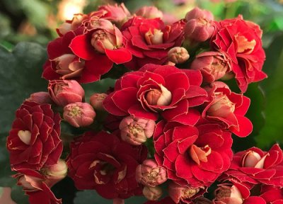 扦插的长寿花长根后怎么处理 长寿花在扦插晾伤口时生出了根是怎么回事