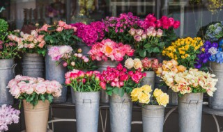 叶子花保鲜办法 叶子怎么保存新鲜