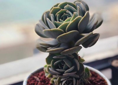 多肉白凤怎么爆头 多肉白凤怎样变多头