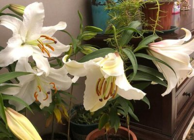 百合象征意义 百合象征着什么意义