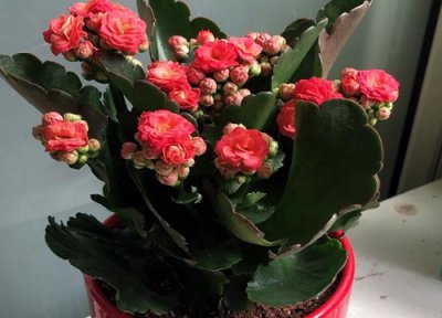 长寿花不开花是咋回事 长寿花没开花是什么原因