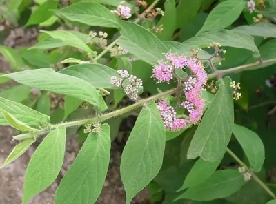 大风叶吃法 大风叶长什么样子