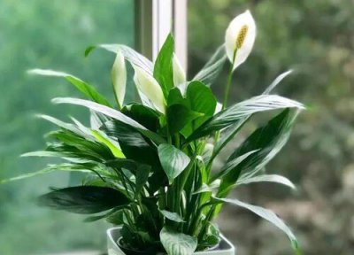 一帆风顺花作用 一帆风顺花有什么作用