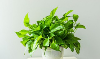 绿萝怎么吊起来 绿萝吊起来的方法