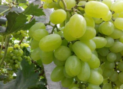 葡萄无核剂和农药可以一起打吗 葡萄无核处理用什么药物