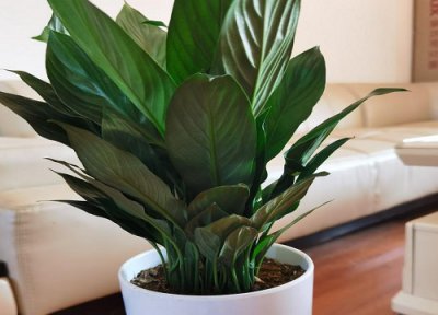 白掌是否怕冻 白掌冬天怎么养护