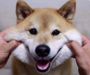 喜欢狗狗的女生性格特点 超级喜欢狗的女生有这些品质