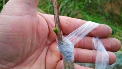 嫁接花木用什么东西固定捆绑 嫁接花木多长时间拆掉包装