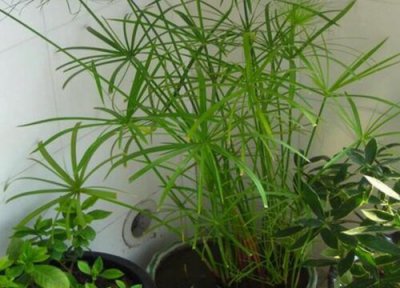 伞竹怎么过冬天 安全越冬养殖方法