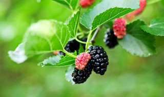 桑葚施肥方法和注意事项 桑葚如何施肥