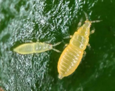 抗性蓟马用什么药效果最好 防治蓟马应该打什么药剂