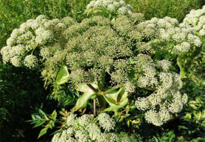 白芷种植方法及田间管理 中药白芷播种时间及栽培技术