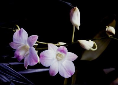 墨兰最香的品种 哪个品种最名贵又好养