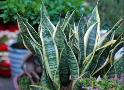 虎皮兰烂根的原因及处理方法 虎皮兰根部腐烂怎么救活