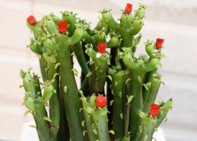 红珊瑚怎么扦插 珊瑚棒扦插枝条如何处理