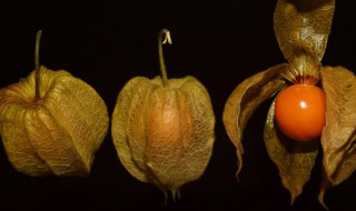 菇娘是热性还是凉性 菇娘属于热性还是凉性的呢