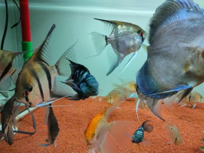 迷你鹦鹉鱼混养最佳搭配鱼 迷你鹦鹉鱼能和什么鱼混养