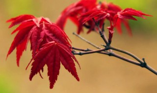 中国红枫什么季节修剪 中国红枫哪个季节修剪