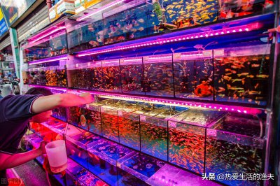 热带鱼什么鱼最好养 家庭养观赏热带鱼哪种适合懒人养