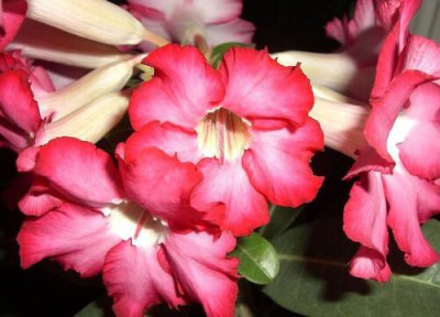 沙漠玫瑰家里养吉利吗 家里种沙漠玫瑰好不好