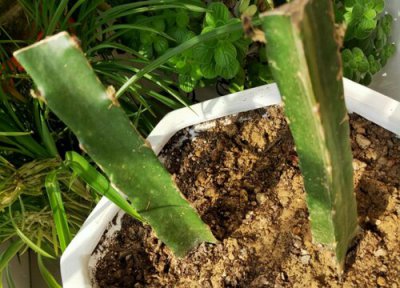 火龙果嫁接的猴尾有哪些技巧 火龙果需要嫁接吗?怎么嫁接