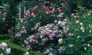 巧克力月季值得养吗 白巧克力月季的优缺点