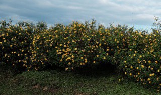正宗野花腌制方法 正宗野花如何腌制