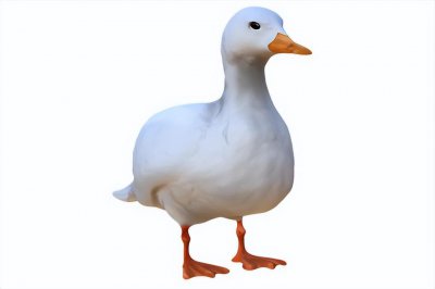 宠物柯尔鸭多少钱一只 为何柯尔鸭的售价如此之高