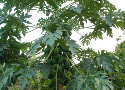 木瓜能放冰箱吗 木瓜冷藏存放时间