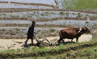 传统农业与现代农业的区别 以前的农业和现在的农业对比