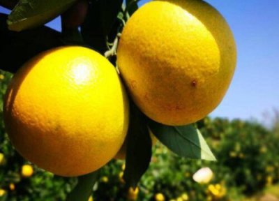 云南哀牢山冰糖橙简介 哀牢山特色绿色冰糖橙成熟时间