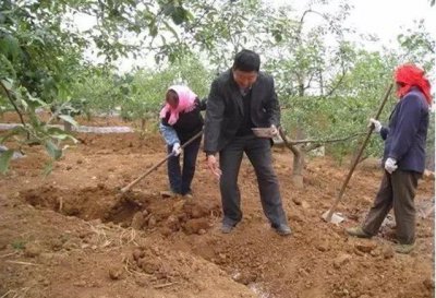 柑橘种植底肥怎么配置 柑橘基肥料什么时期施用最好