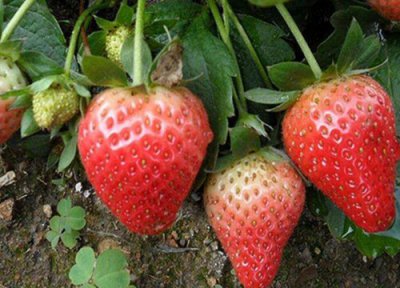 香野草莓品种介绍 优质日本香野草莓主要特点简介