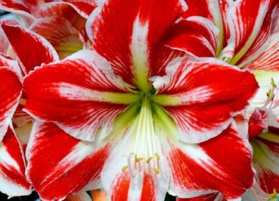 朱顶红有哪些养护技巧 怎么养长得好