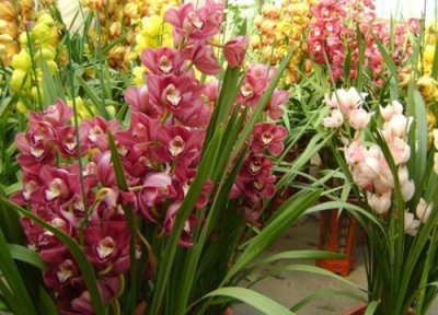 兰花秋芽冬天还会继续长吗 秋天怎么养兰花促进花芽的生长