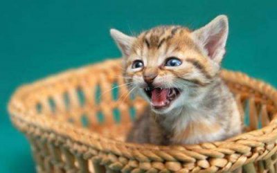 猫咪为什么一直叫不停 猫咪一直喵喵叫有什么原因