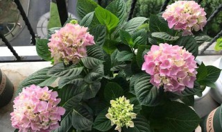 冬季绣球怎么养才能旺盛 冬季绣球如何养才能旺盛