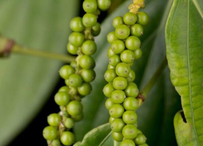 花椒生长周期 花椒打什么药好