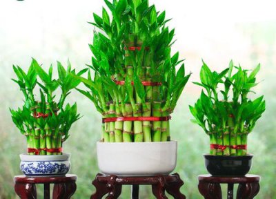 节节高是否怕冻 节节高冬天怎么养护