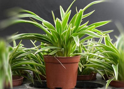 金边麦冬耐寒吗 金边麦冬冬季养护管理技术