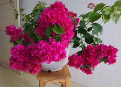 夏季三角梅怎么停止生长 夏天三角梅停止生长是怎么回事