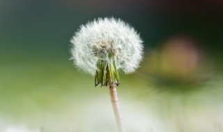 蒲公英的制茶叶的方法 蒲公英的怎么制茶叶