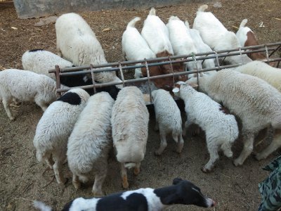 什么树叶喂羊营养最好 羊最喜欢的树叶排行